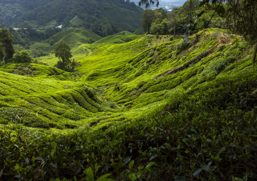 Tea plantations landscape, Pahang, Cameron Highlands, Malaysia