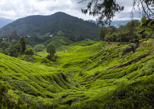 Tea plantations landscape, Pahang, Cameron Highlands, Malaysia