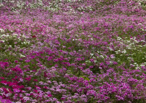 Pink and red flowers in Cameron Floral Park, Pahang, Cameron Highlands, Malaysia