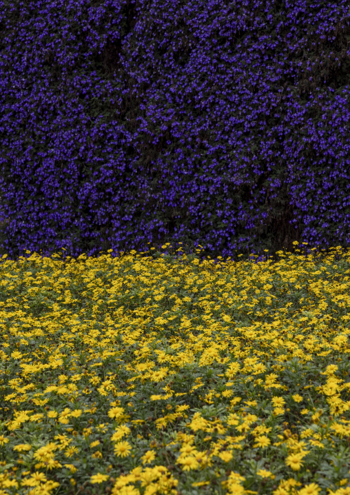 Blue and yellow flowers in Cameron Floral Park, Pahang, Cameron Highlands, Malaysia