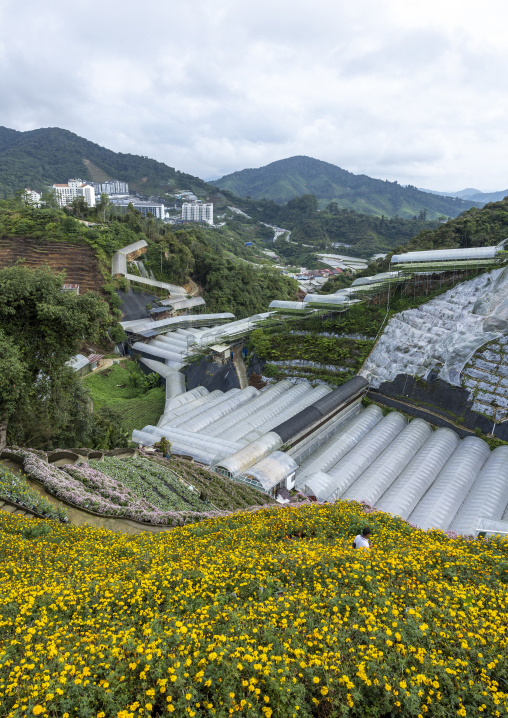 Greenhouses in Cameron Floral Park, Pahang, Cameron Highlands, Malaysia