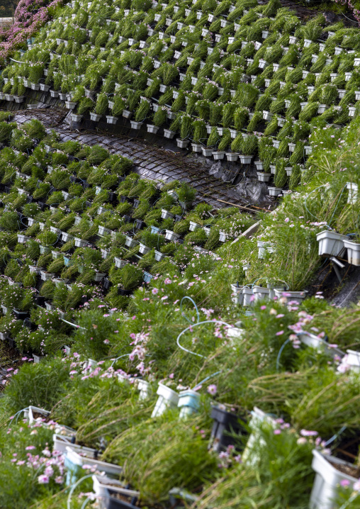 Flowers in pots in Cameron Floral Park, Pahang, Cameron Highlands, Malaysia