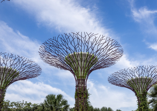 Supertrees at  Gardens by the Bay, Central Region, Singapore, Singapore