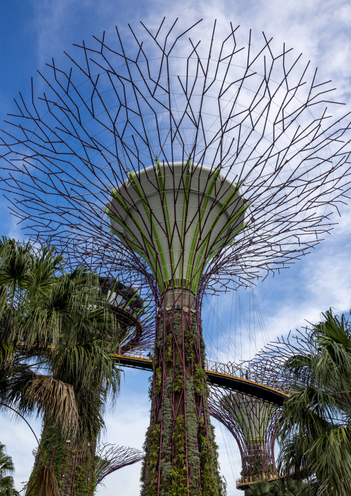 Supertrees at  Gardens by the Bay, Central Region, Singapore, Singapore