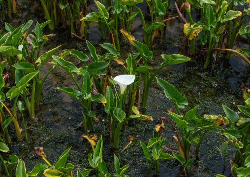 Field of white calla lily flowers at Zhu Zi Hu aka Bamboo lake, Beitou, Taipei, Taiwan