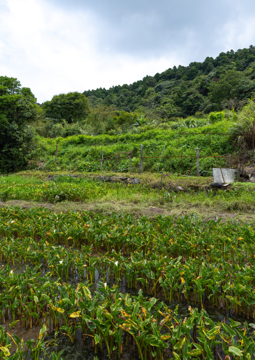 Field of white calla lily flowers at Zhu Zi Hu aka Bamboo lake, Beitou, Taipei, Taiwan