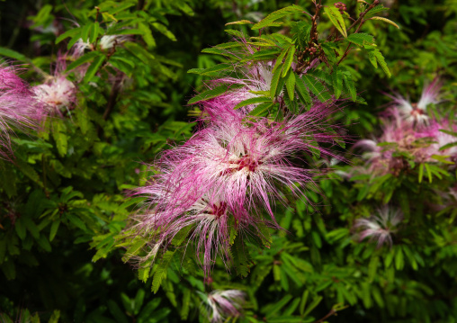 Flower in Zhu Zi Hu aka Bamboo lake, Beitou, Taipei, Taiwan