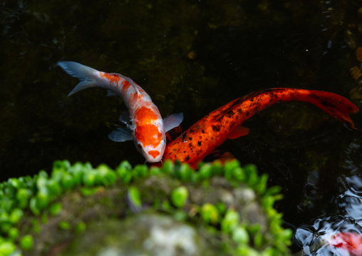 Japanese koi fishes or carps in Zhu Zi Hu aka Bamboo lake, Beitou, Taipei, Taiwan