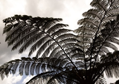 Fern tree at Zhu Zi Hu aka Bamboo lake, Beitou, Taipei, Taiwan