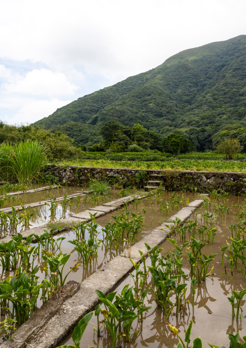 Zhu Zi Hu aka Bamboo lake, Beitou, Taipei, Taiwan