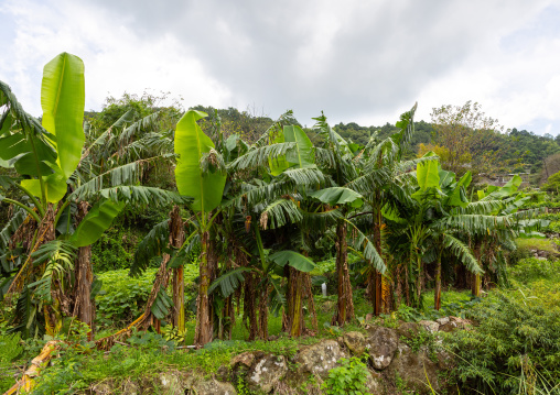 Banana trees at Zhu Zi Hu aka Bamboo lake, Beitou, Taipei, Taiwan