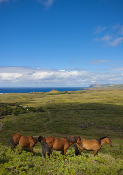 Horses in rano raraku, Easter Island, Hanga Roa, Chile