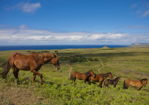 Horses in rano raraku, Easter Island, Hanga Roa, Chile