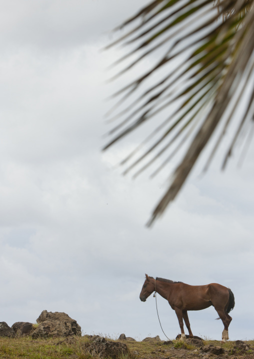 Side view of a horse, Easter Island, Hanga Roa, Chile