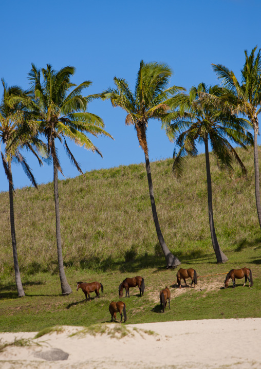 Horses on Anakena beach, Easter Island, Hanga Roa, Chile