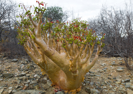 Butter tree cyphostemma currorii, Namibe Province, Virie, Angola