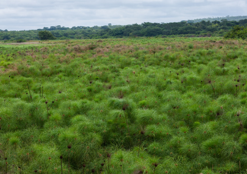 Papyrus growing in a lake, Malanje Province, Malanje, Angola