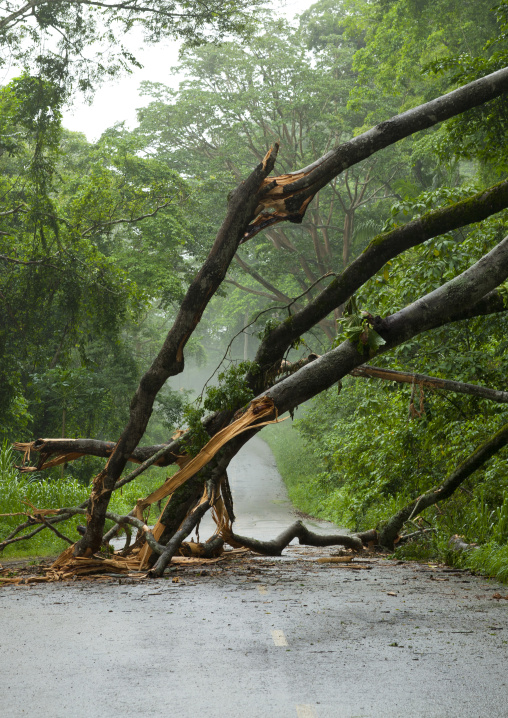 Uprooted Tree In N Dalatando Botanical Garden, Angola