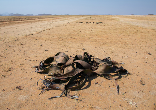 Welwitschia mirabilis plant in the desert, Namibe Province, Virei, Angola