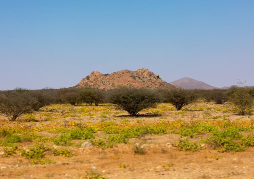 Rock formations with accacias, Namibe Province, Virei, Angola