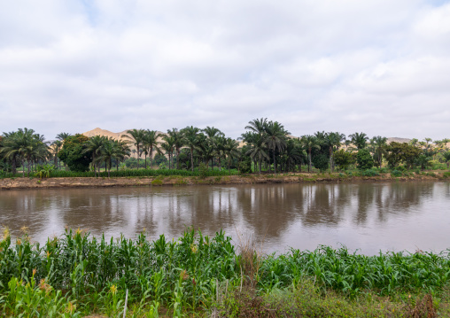 Plam trees in front of a river, Benguela Province, Catumbela, Angola