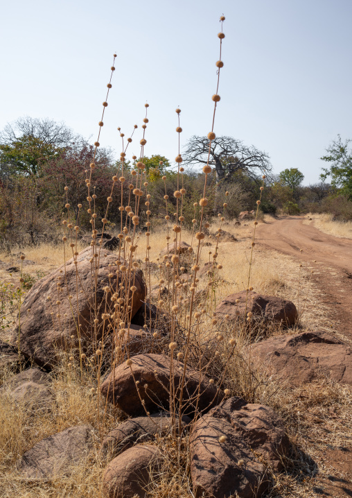 Baobab tree in the bush, Cunene Province, Oncocua, Angola