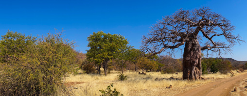 Baobab tree in the bush, Cunene Province, Oncocua, Angola