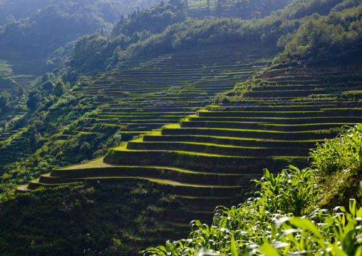 Green Rice Terraces Of Hani People In Yuanyang, Yunnan Province, China