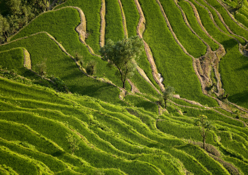 Green Rice Terraces Of Hani People In Yuanyang, Yunnan Province, China