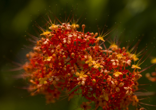 Red Flowers In The Menglun Botanic Garden Of Tropical Plants, Menglun, Yunnan Province, China