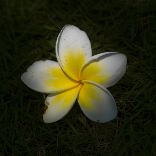 Frangipani Flower, Menglun, Yunnan Province, China