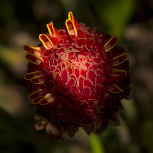 Red Flower In The Menglun Botanic Garden Of Tropical Plants, Menglun, Yunnan Province, China