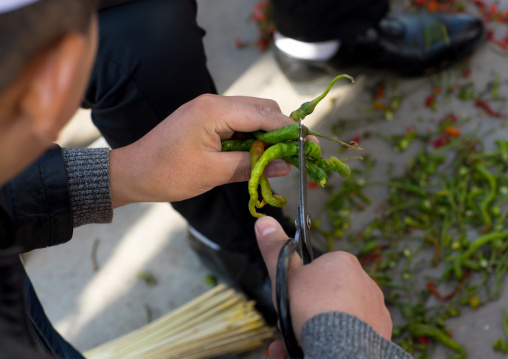 Muslim man cutting fresh chillies, Tongren County, Rebkong, China