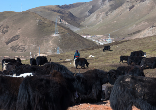 Tibetan nomad herds yaks, Tongren County, Rebkong, China