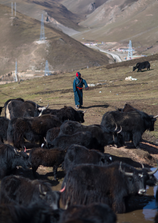 Tibetan nomad herds yaks, Tongren County, Rebkong, China