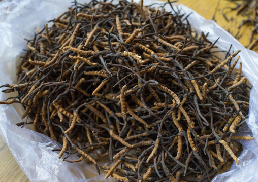 Caterpillar fungus found in the tibetan mountains, Qinghai province, Sogzong, China