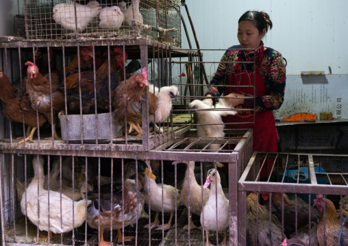 Woman selling live chickens and ducks in cages at a food market, Gansu province, Lanzhou, China