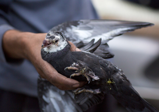 Pigeon As Part Of The Uyghur Diet, Hotan, Xinjiang Uyghur Autonomous Region, China