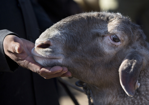 Uyghur Man holding a sheep head In Kashgar Animal Market, Xinjiang Uyghur Autonomous Region, China