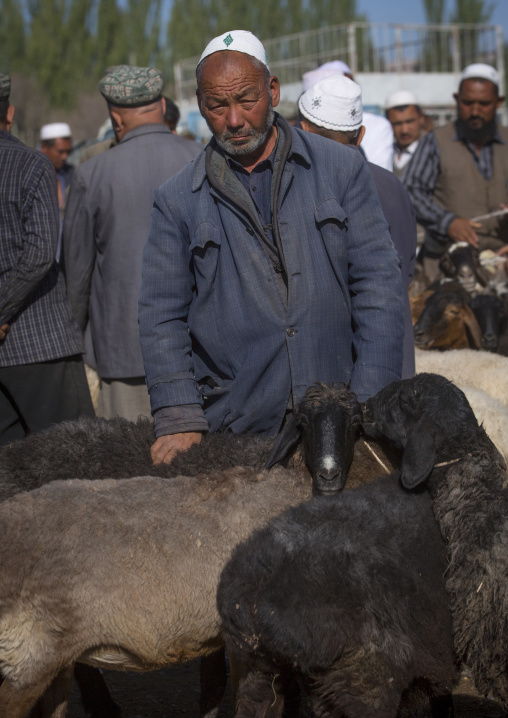 Uyghur Men Checking Cattle In Kashgar Animal Market, Xinjiang Uyghur Autonomous Region, China