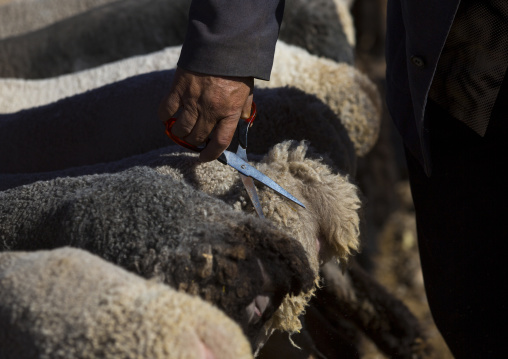 Uyghur Man Shearing Sheep In Kashgar Animal Market, Xinjiang Uyghur Autonomous Region, China