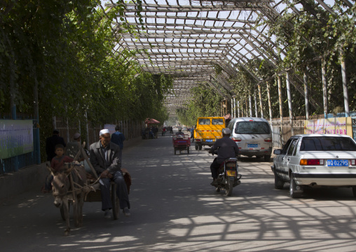 Road Covered To Cultivate Grapes, Xinjiang Uyghur Autonomous Region, China