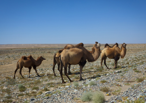 Bactrian Camel, Yecheng, Xinjiang Uyghur Autonomous Region, China