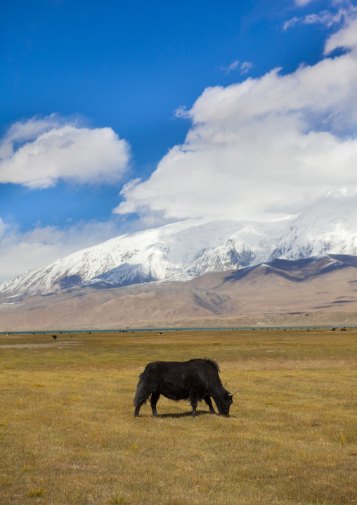 Yak Grazing Near Karakul Lake, Xinjiang Uyghur Autonomous Region, China