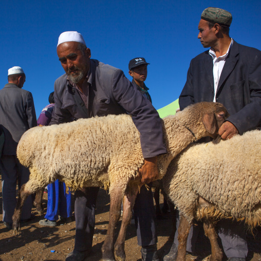 Uyghur Men Checking Cattle In Kashgar Animal Market, Xinjiang Uyghur Autonomous Region, China