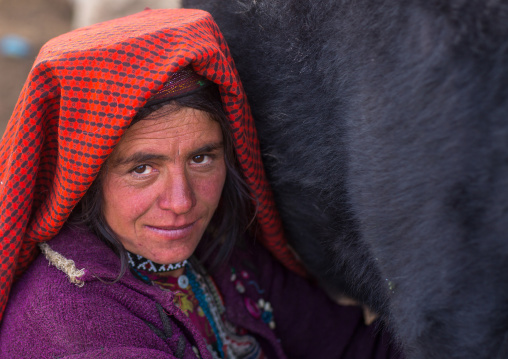 Wakhi nomad woman milking a yak, Big pamir, Wakhan, Afghanistan