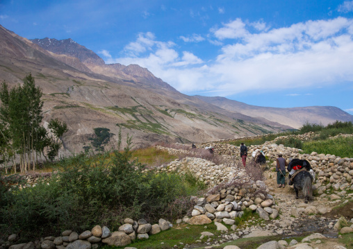 Treck in the pamir mountains with yaks, Badakhshan province, Wuzed, Afghanistan