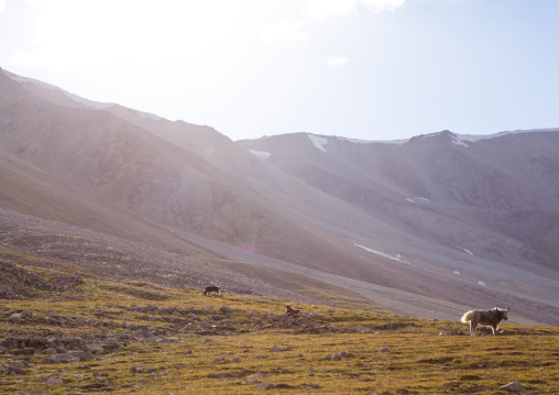 Yaks in the pamir mountains, Big pamir, Wakhan, Afghanistan