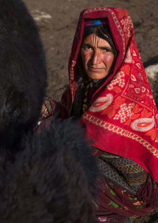 Wakhi nomad woman milking a yak, Big pamir, Wakhan, Afghanistan