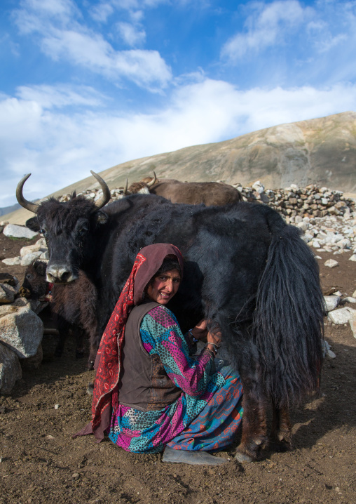 Wakhi nomad woman milking a yak, Big pamir, Wakhan, Afghanistan